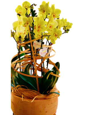 Φυτό Ορχιδέα – Anthokipos nikolas flowers design