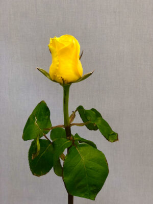 Τριαντάφυλλο κίτρινο