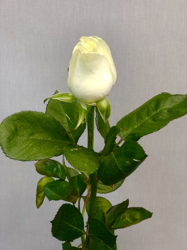 Τριαντάφυλλο λευκό