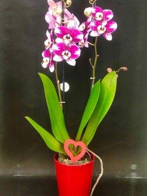 Ορχιδέα Phaleanopsis #516