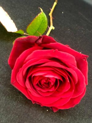 Τριαντάφυλλο κόκκινο #524