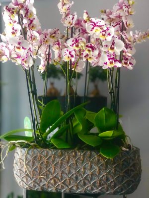 Ορχιδέες Φαλαίνοψις #552